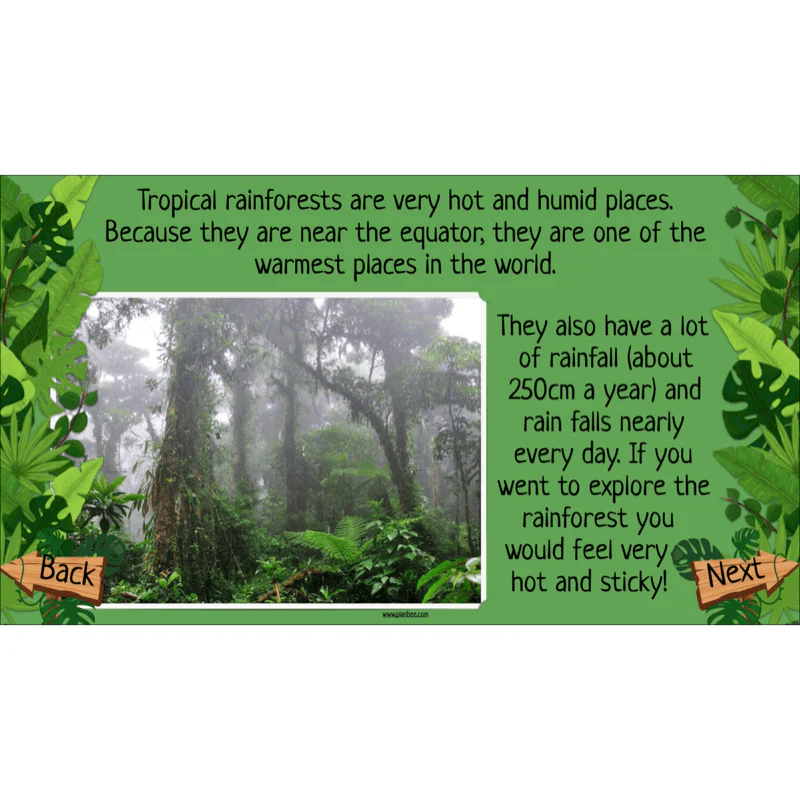 The Rainforest Biome - Image 30