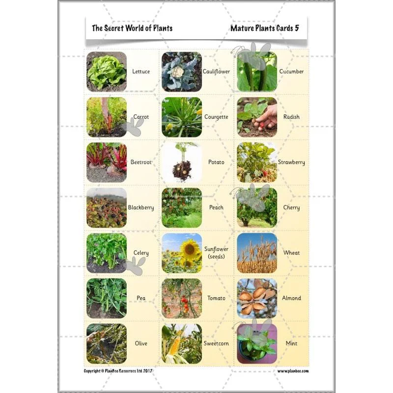 The Secret World of Plants - Image 61
